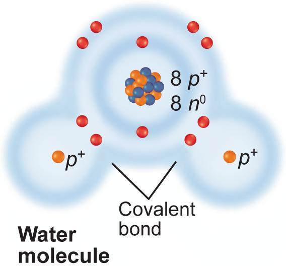 Chemical bond that forms when electrons are shared. Most compounds in living organisms have covalent bonds holding them together.