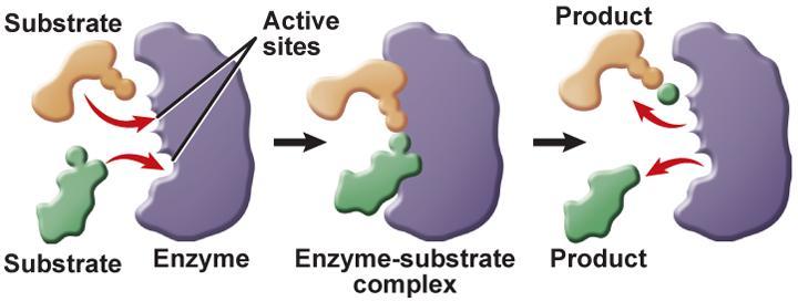 How Enzymes Work The reactants that bind to the enzyme are called substrates. The specific location where a substrate binds on an enzyme is called the active site.