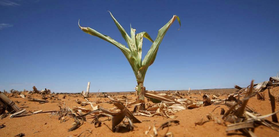 2015/2016 Drought El Niño South Africa maize production areas Maize prices in South Africa record highs The CEC has forecast crop 27 percent