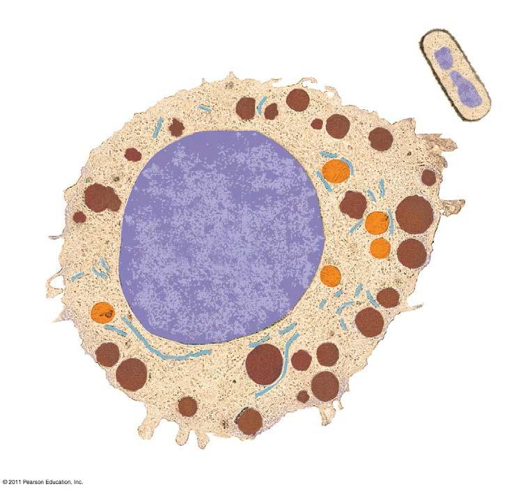 Two Types of cells on earth differ in size and complexity Prokaryotic cells: DNA is not surrounded by a membrane Eukaryotic cells: membrane-enclosed organelles, including a