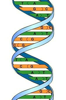 divides DNA Cell Nucleus DNA