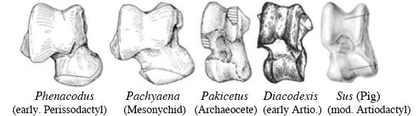 Whale Evolution Lab Page 6 Part B WHALE ANCESTRY: The Ankle Bone Connection For many years now, we ve known that the fossils of the most primitive whales (archaeocetes) and a particular group of
