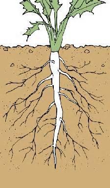 The Roots Primary Root single, main root.