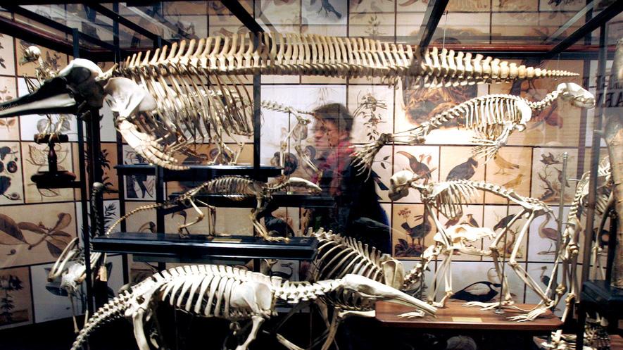 Important fossil finds have lesserknown role in Darwin's theory of evolution By The Guardian, adapted by Newsela staff on 05.30.