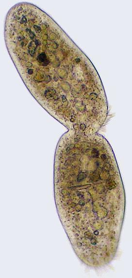 Ciliates covered in cilia, use for movement and feeding, mostly by preying on bacteria - Diploid micronucleus only used for reproduction,