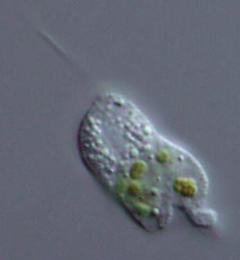 some cells contain multiple nuclei Cercozoans amoeba and