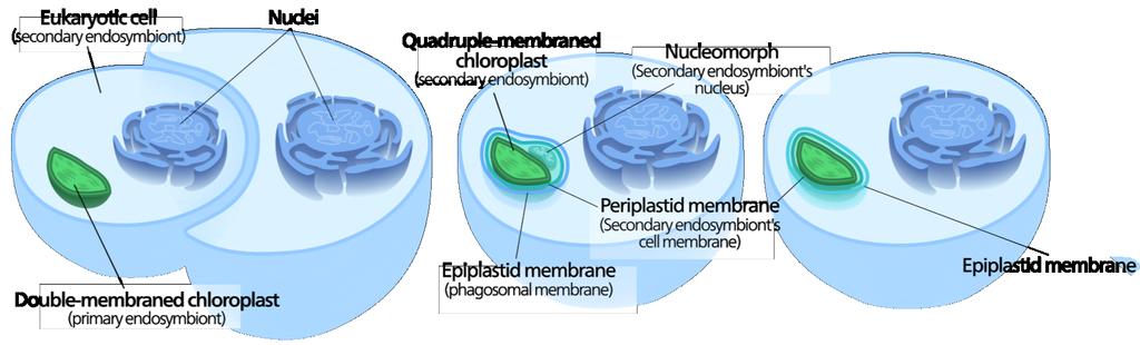BIOLOGY - CLUTCH Secondary endosymbiosis organism engulfs photosynthetic eukaryotic cell, and retains chloroplast as an organelle Primary endosymbiosis explains