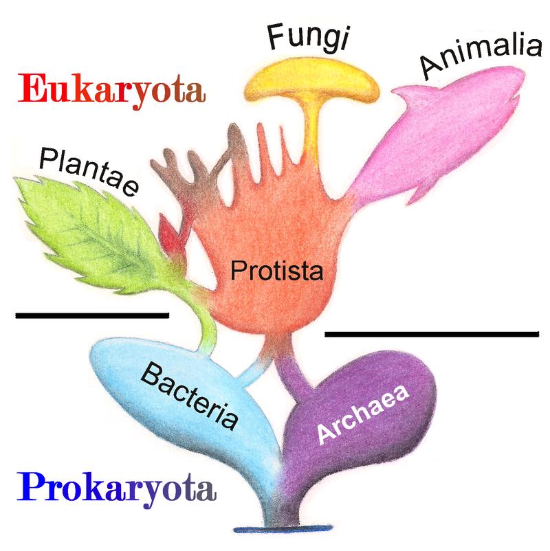 colonial or multicellular (brown algae, red algae, and slime molds) - Multicellularity arose independently in multiple eukaryotic lineages Most protists undergo