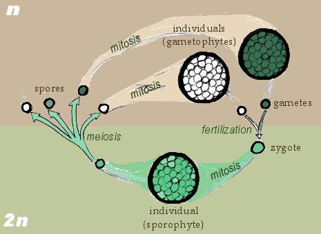 Alteration of generations life cycle in which both the haploid and diploid