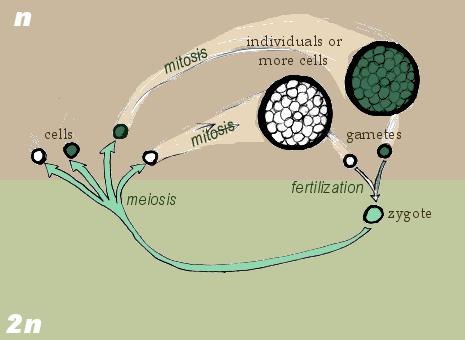 Haploid dominant life cycle life cycle in which the zygote formed by the fusion of gametes is the only diploid phase Zygote