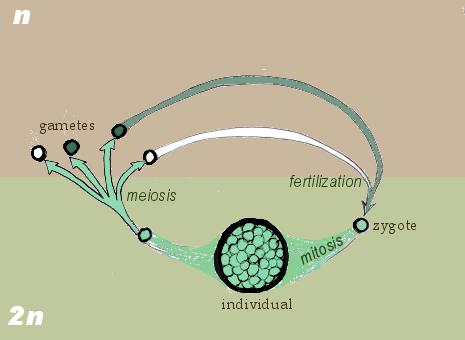 life cycle in which the only haploid cells are the gametes formed by a mature cell via meiosis Zygote will form mature cell that