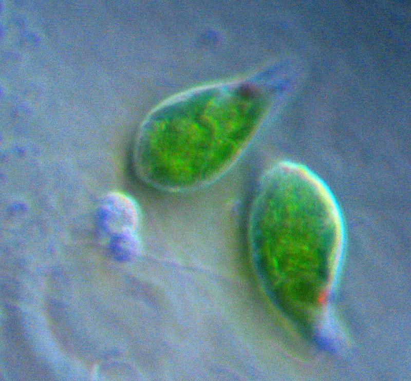 Euglenozoans earliest cells to contain mitochondria - Kinetoplastids large mitochondria, Tripanosoma causes