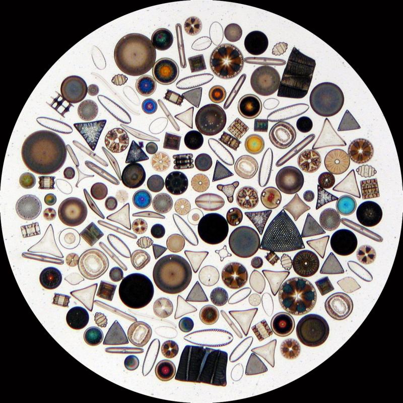 dominant life cycles Diatoms unicellular, photosynthetic organisms encased in protective