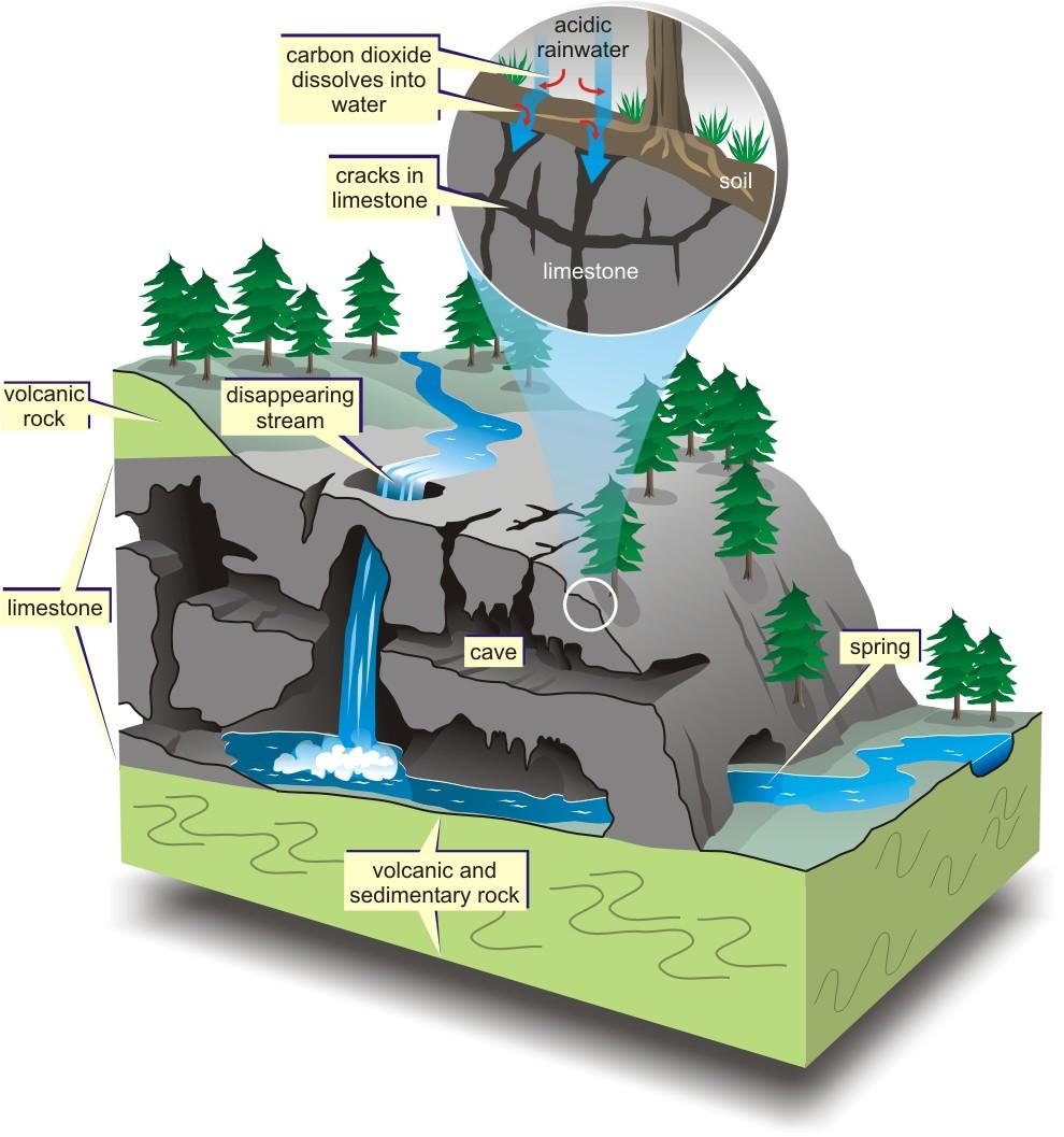 Karst topography is shaped by the dissolution of
