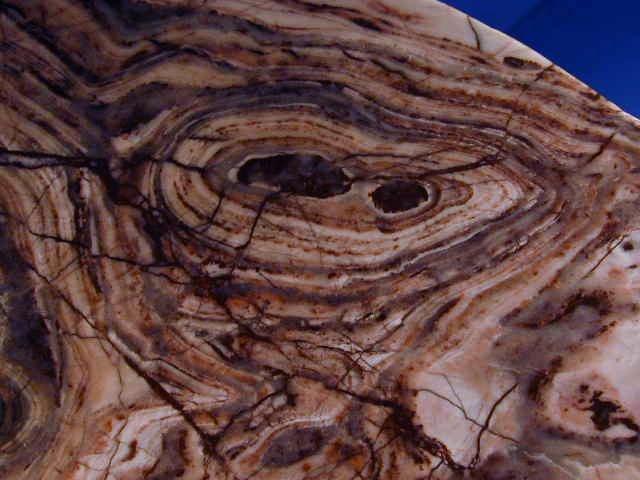 Image taken from http://www.fossilmuseum.net/tree_of_life/stromatolites.htm on 8/11/10.