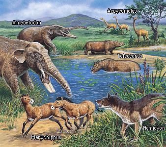 Cenozoic Era about 2 or 3% of geologic history modern era with fossils of modern plants and mammals with