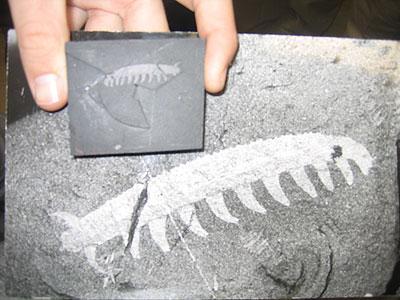 Cambrian sea Image taken from http://www.search4dinosaurs.