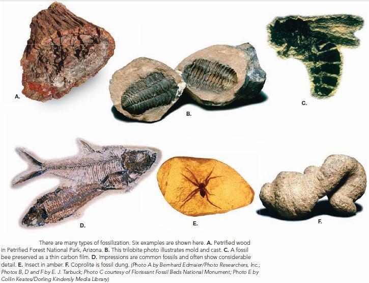 II. Paleontology The scientific study of fossils - Fossils: Evidence of Past Life The remains of relatively recent organisms may not have been altered at all.