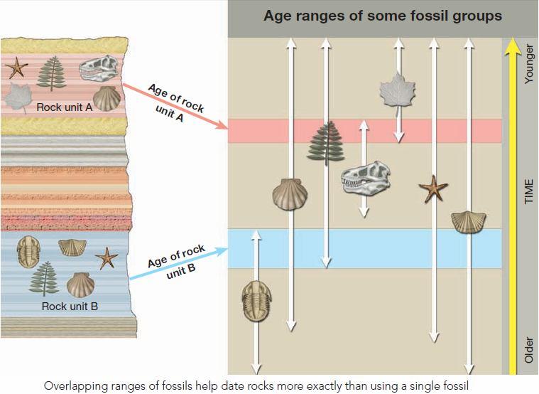Fossils and Correlation Fossil organisms succeed one another in a definite and determinable order, and therefore any time period can be recognized by its fossil content.
