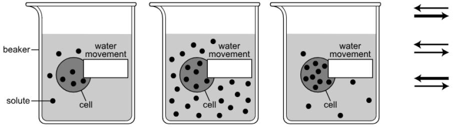 . The models below are set up to represent how a cell responds to imbalances in solute concentration.