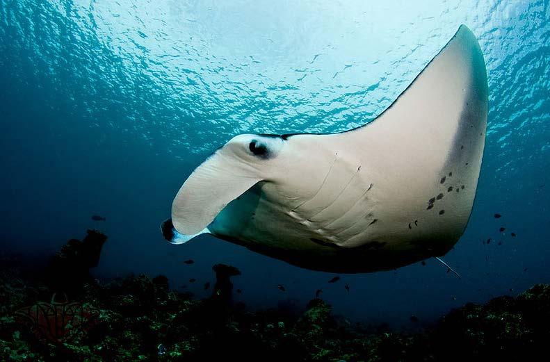 Ecosystems and Organisms Manta rays are large stingrays. They can grow to be 7 meters across! Instead of lungs, manta rays have gills.