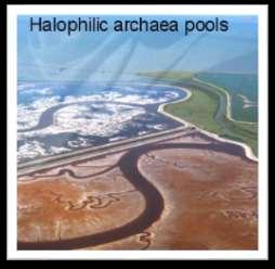 Extremophiles A group of extremophiles called Thermophiles lives in very hot places.