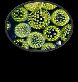 Colonies Multicellularity A colonial organism is a group of cells that