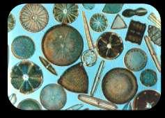 Kinds of Protists Protists with Double Shells Diatoms are