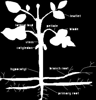 Kingdom Plantae Plants are complex multicellular autotrophs. Plants have specialized cells and tissues.