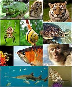 Kingdom Animalia Animals are complex multicellular heterotrophs. Their cells are mostly diploid, lack a cell wall, and are organized as tissues. Animals are able to move rapidly in complex ways.