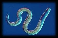 Roundworms Nematodes are small worms that have long, very