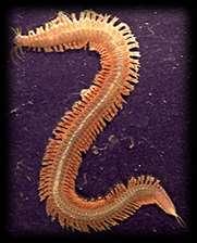 Kinds of Animals Segmented Worms Annelids live in both