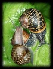 Mollusks Have a saclike cavity called a coelom that