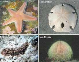 Invertebrate Chordates Aquatic animals that have much in common with vertebrates, though they