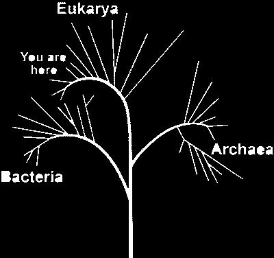 The 3 Domains of Life The domain thought to be the oldest is Bacteria, which is composed of the organisms in the Kingdom Eubacteria.