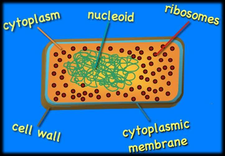 Characteristics of Bacteria Bacteria have strong exterior cell walls made of peptidoglycan,