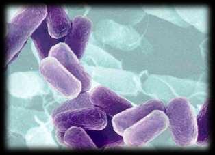 Kinds of Bacteria Bacteria can cause disease, while others are used by humans to process food.