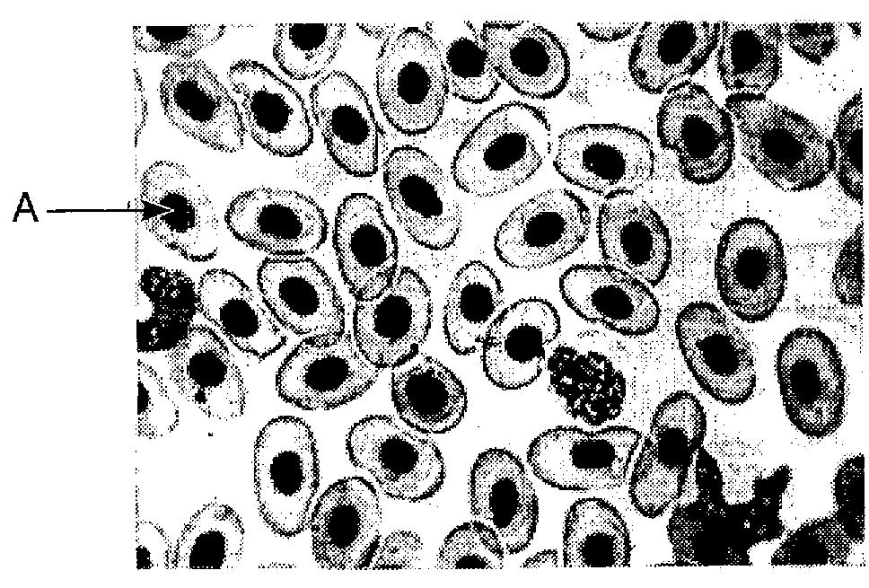 32. The photograph shows a sample of stained frog blood cells as viewed with the high-power objective of a compound light microscope. 33.