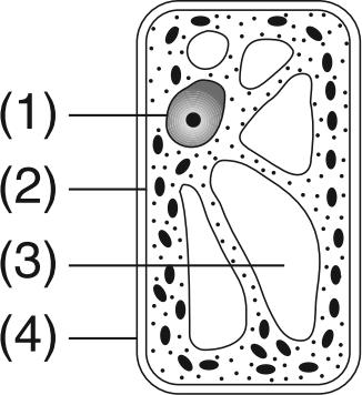 17. Which cell structure contains information needed for protein synthesis? 19. Base your answer(s) to the following question(s) on the diagram below and on your knowledge of biology.