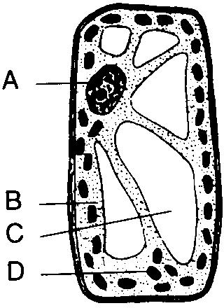 21. The diagram below represents a cell. 22. In which structure of the cell shown do photolysis and carbon-fixation reactions occur?