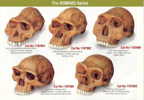 HOMINIDS A Hominid is a humanlike primate that appeared (fossil evidence) about 6 to 4 million