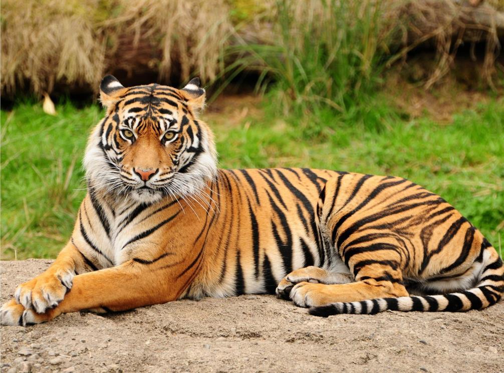 Africa Tigers live in India.