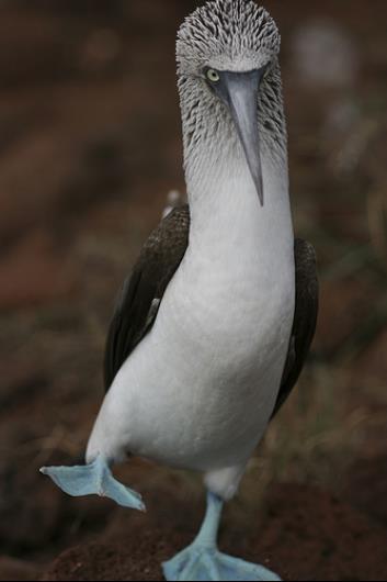Blue-footed booby, photo courtesy