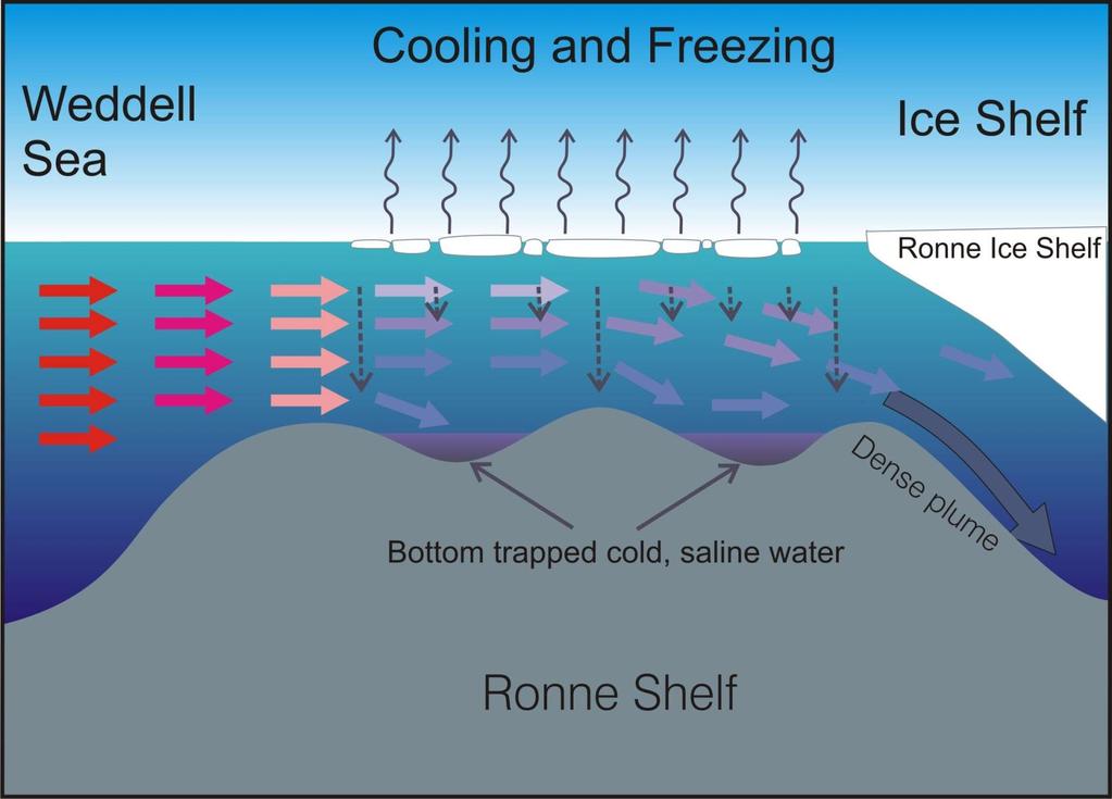 Transport of warm water toward the Ice Shelf and Production of
