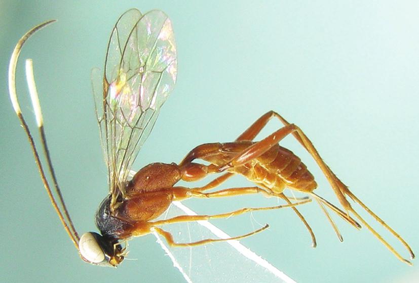 Two new species of genus Ateleute