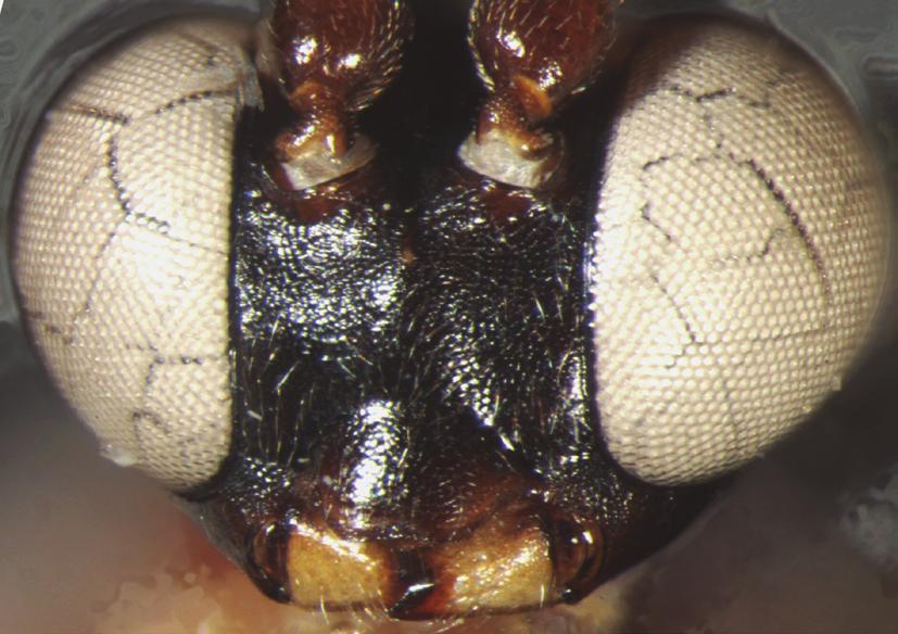 Ichneumonidae, Cryptinae).