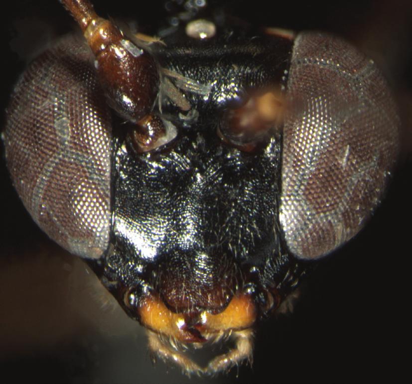 (Hymenoptera, Ichneumonidae,
