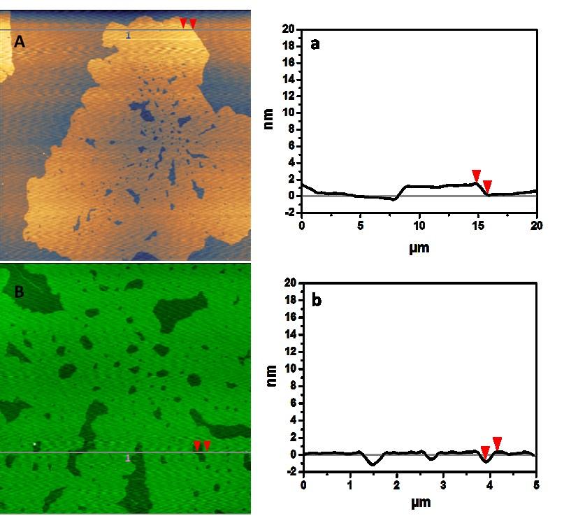 Figure S5 The typical tapping mode AFM images of the prepared Cu-N-GR-800 deposited on a mica substrate in different regions (A and B) and the corresponding
