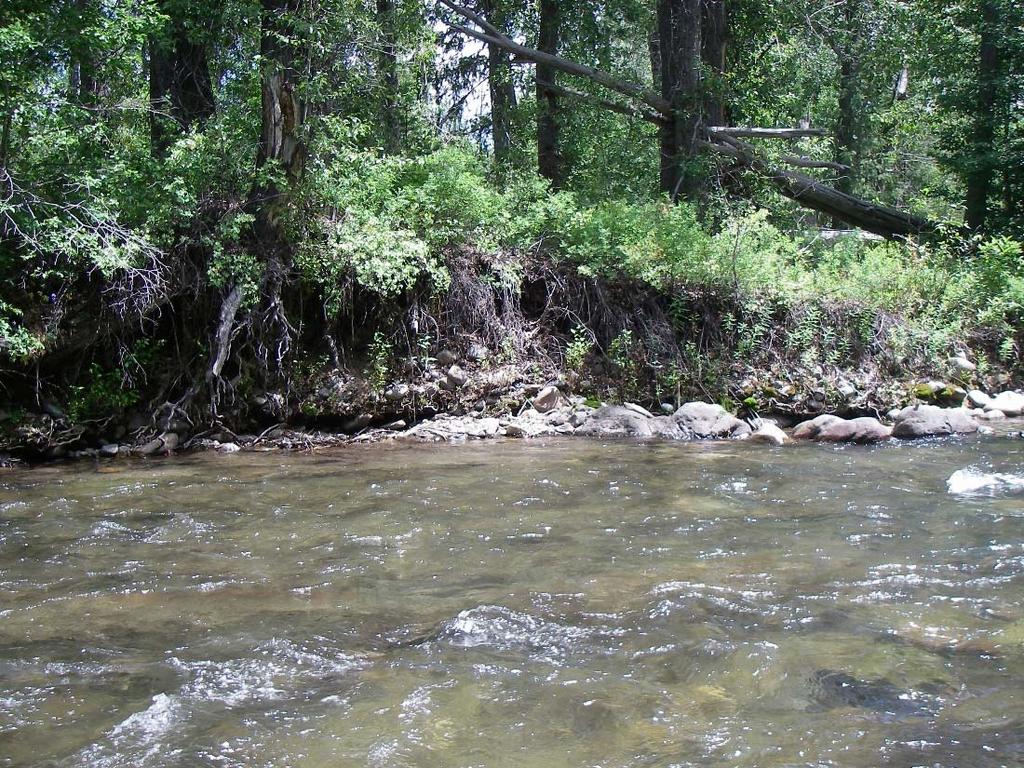 Figure 25. Photograph of typical low bank height, bank erosion conditions, and coarse substrate in Fox Creek reference reach. Table 7.