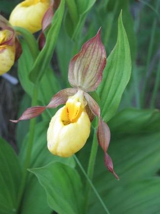 Orchid Family (Orchidacea) Lady Slipper Orchid (Cypripedium parviflorum) Bonus Video On Lady Slipper Orchid If your specimen is a dicot, the same process is done, but before you go through all the